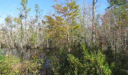 Photo of SOLD!!  365 Acres of Timber and Hunting Land For Sale in Columbus County NC!