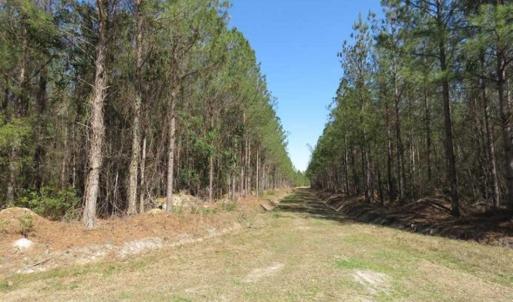 Photo of SOLD!!  365 Acres of Timber and Hunting Land For Sale in Columbus County NC!