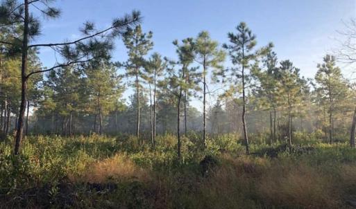 Photo of SOLD!!  19.26 Acres of Hunting Land For Sale in Robeson County NC!