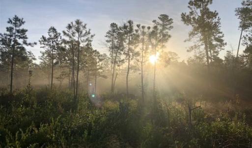 Photo of SOLD!!  19.26 Acres of Hunting Land For Sale in Robeson County NC!