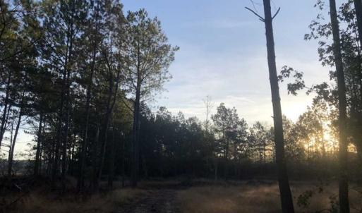 Photo of SOLD!!  19.26 Acres of Hunting Land For Sale in Robeson County NC!