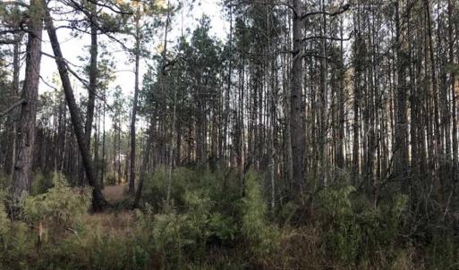 Photo of SOLD!!  19.26 Acres of Hunting Land For Sale in Robeson County NC!
