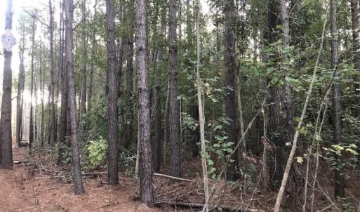 Photo of SOLD!!  19.26 Acres of Hunting Land For Sale in Robeson County NC!