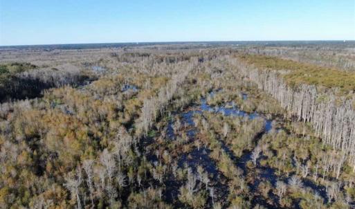Photo of UNDER CONTRACT!!  350 Acres of Farm and Hunting Land For Sale in Columbus County NC!