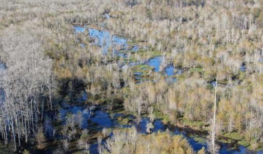 Photo of UNDER CONTRACT!!  350 Acres of Farm and Hunting Land For Sale in Columbus County NC!