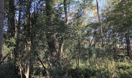 Photo of UNDER CONTRACT!!  350 Acres of Farm and Hunting Land For Sale in Columbus County NC!