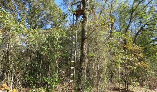 Photo of SOLD!!  58 Acres of Farm and Timber Land For Sale in Scotland County NC!