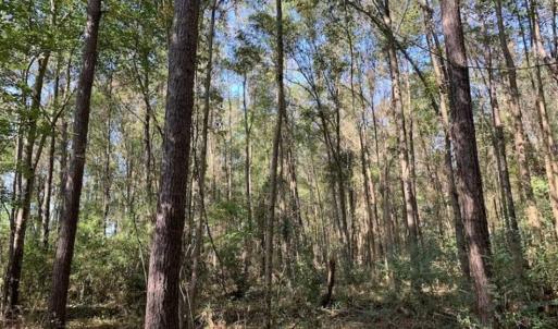 Photo of SOLD!!  164.75 Acres of Farm and Timber Land For Sale in Craven County NC!