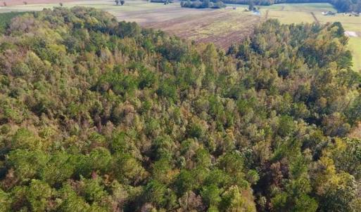 Photo of UNDER CONTRACT!!  43.57 Acres of Farm and Timber Land For Sale in Craven County NC!
