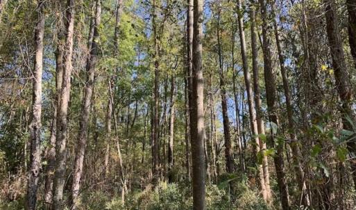 Photo of UNDER CONTRACT!!  22.18 Acres of Farm and Timber Land For Sale in Craven County NC!