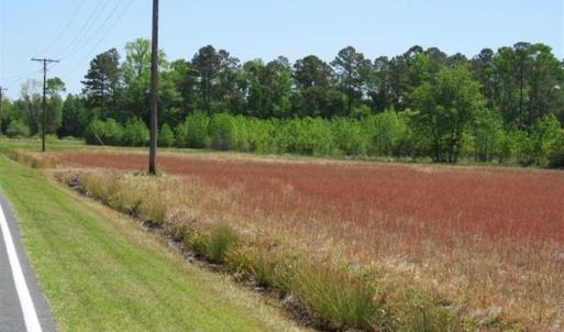 Photo of 127.86 ac of Farm, Hunting, and Timberland for Sale in Columbus County NC!