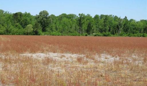 Photo of 127.86 ac of Farm, Hunting, and Timberland for Sale in Columbus County NC!