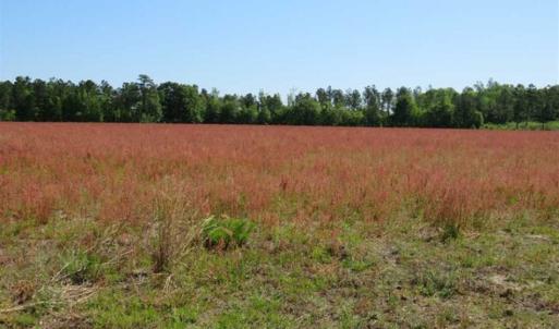 Photo of 127.86 ac of Farm, Hunting, and Timberland for Sale in Columbus County NC!