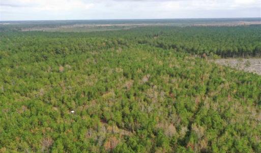 Photo of SOLD!!  39.63 Ac of Residential Farm and Timber Land for Sale in Columbus Co NC!