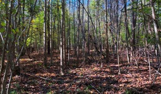 Photo of SOLD!!  25 Acres of Farm and Timber Land For Sale in Halifax County NC!