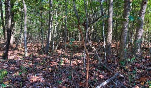 Photo of SOLD!!  25 Acres of Farm and Timber Land For Sale in Halifax County NC!