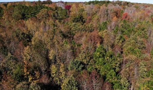 Photo of SOLD!!  25 Acres of Farm and Timber Land For Sale in Halifax County NC!