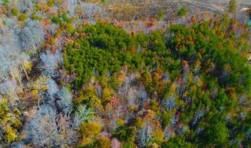Photo of SOLD!!  10.8 Acres of Timber and Hunting Land For Sale in Caswell County NC!