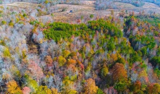 Photo of SOLD!!  10.8 Acres of Timber and Hunting Land For Sale in Caswell County NC!