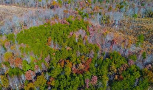 Photo of SOLD!!  10.8 Acres of Timber and Hunting Land For Sale in Caswell County NC!