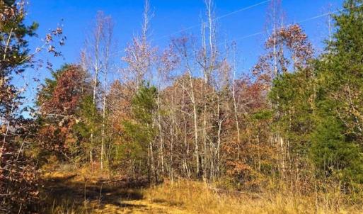 Photo of SOLD!!  10.8 Acres of Timber and Hunting Land For Sale in Caswell County NC!