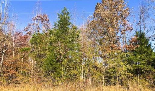 Photo of SOLD!!  10.8 Acres of Timber and Hunting Land For Sale in Caswell County NC!