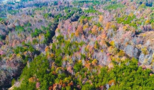 Photo of SOLD!!  10.8 Acres of Timber and Hunting Land For Sale in Caswell County NC!