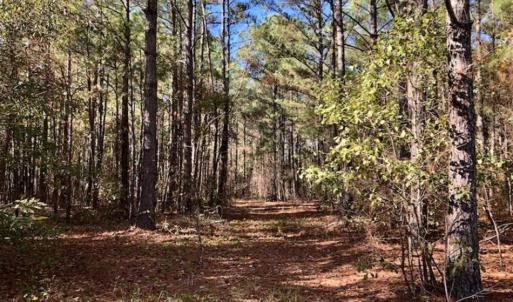Photo of SOLD!!  17.17 Acres of Residential and Hunting Land for Sale in Scotland County NC!