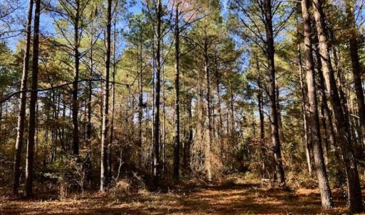 Photo of SOLD!!  17.17 Acres of Residential and Hunting Land for Sale in Scotland County NC!