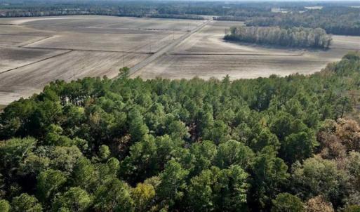 Photo of SOLD!!  17.17 Acres of Residential and Hunting Land for Sale in Scotland County NC!