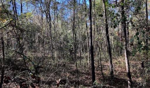 Photo of SOLD!!  17.17 Acres of Residential and Hunting Land for Sale in Scotland County NC!