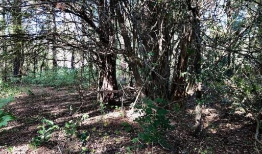 Photo of SOLD!!  17.17 Acres of Residential and Hunting Land for Sale in Scotland County NC!