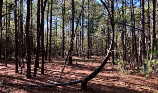 Photo of SOLD!!  17.17 Acres of Residential and Hunting Land for Sale in Scotland County NC!