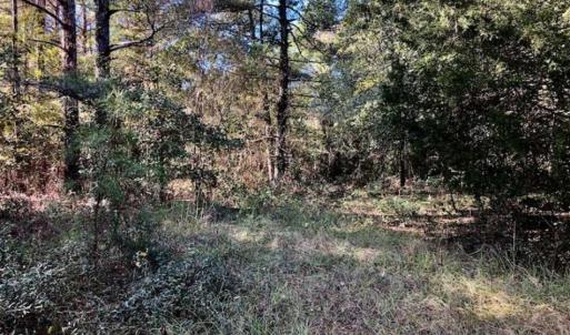 Photo of SOLD!!  17.17 Acres of Residential and Hunting Land for Sale in Scotland County NC!