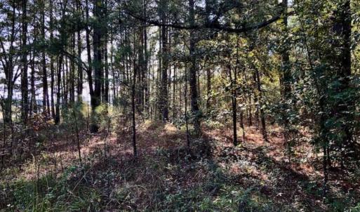 Photo of SOLD!!  17.17 Acres of Residential and Hunting Land for Sale in Scotland County NC!