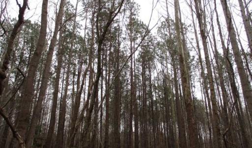 Photo of SOLD!!  17.24 Acres of Recreational and Residential Land For Sale in Pittsylvania County VA!