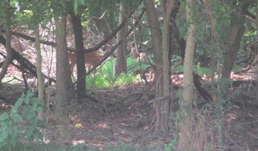 Photo of SOLD!!  17.24 Acres of Recreational and Residential Land For Sale in Pittsylvania County VA!