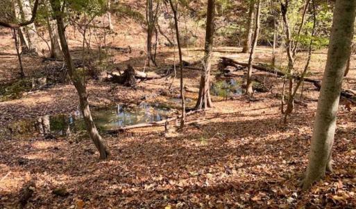 Photo of SOLD!!  271.34 Ac of Neuse Riverfront Farm & Timber Land For Sale in Craven Co NC!