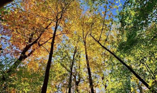 Photo of SOLD!!  271.34 Ac of Neuse Riverfront Farm & Timber Land For Sale in Craven Co NC!