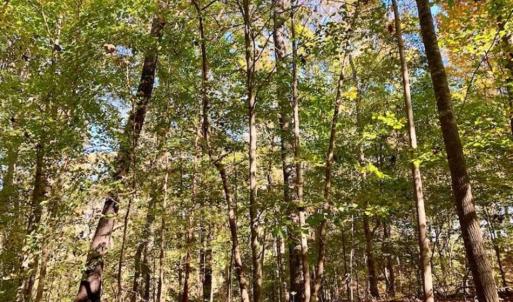 Photo of SOLD!!  271.34 Ac of Neuse Riverfront Farm & Timber Land For Sale in Craven Co NC!