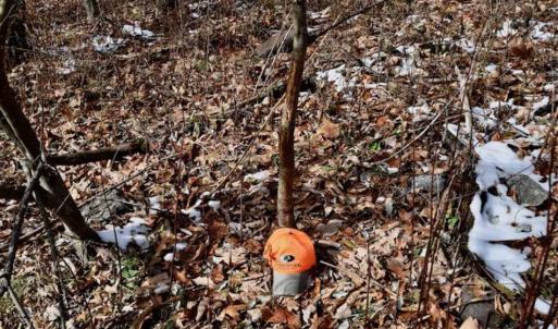 Photo of UNDER CONTRACT!!  208 Acres of Hunting and Recreational Land For Sale in Bland County VA!
