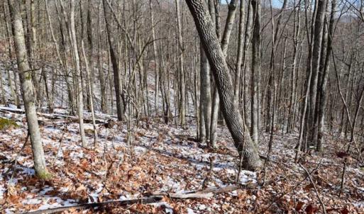 Photo of UNDER CONTRACT!!  208 Acres of Hunting and Recreational Land For Sale in Bland County VA!