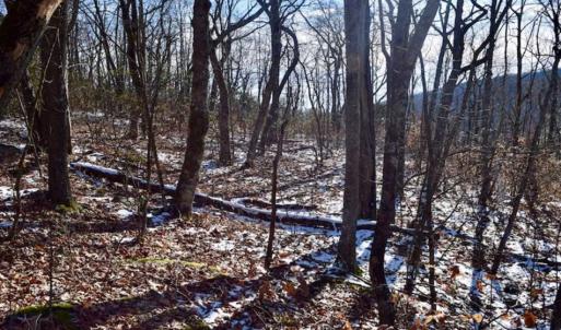 Photo of UNDER CONTRACT!!  208 Acres of Hunting and Recreational Land For Sale in Bland County VA!