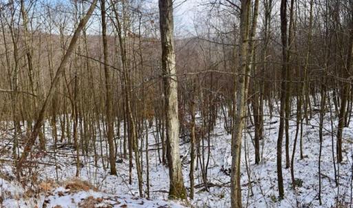 Photo of UNDER CONTRACT!!  208 Acres of Hunting and Recreational Land For Sale in Bland County VA!