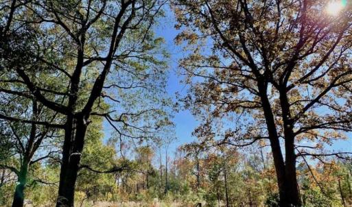 Photo of SOLD!!  27 Acres of Hunting and Timber Land For Sale in Lenoir County NC!