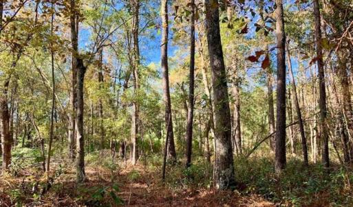 Photo of SOLD!!  27 Acres of Hunting and Timber Land For Sale in Lenoir County NC!