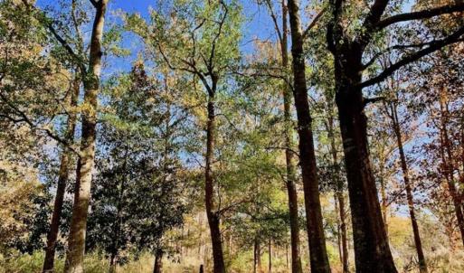 Photo of SOLD!!  27 Acres of Hunting and Timber Land For Sale in Lenoir County NC!