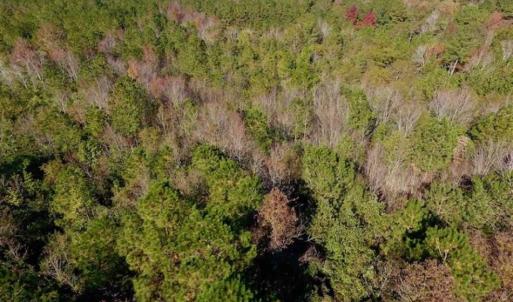 Photo of SOLD!!  27 Acres of Hunting and Timber Land For Sale in Lenoir County NC!