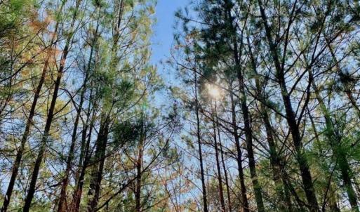 Photo of SOLD!!  27 Acres of Hunting and Timber Land For Sale in Lenoir County NC!