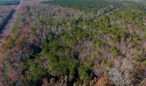 Photo of SOLD!!  27 Acres of Hunting and Timber Land For Sale in Lenoir County NC!